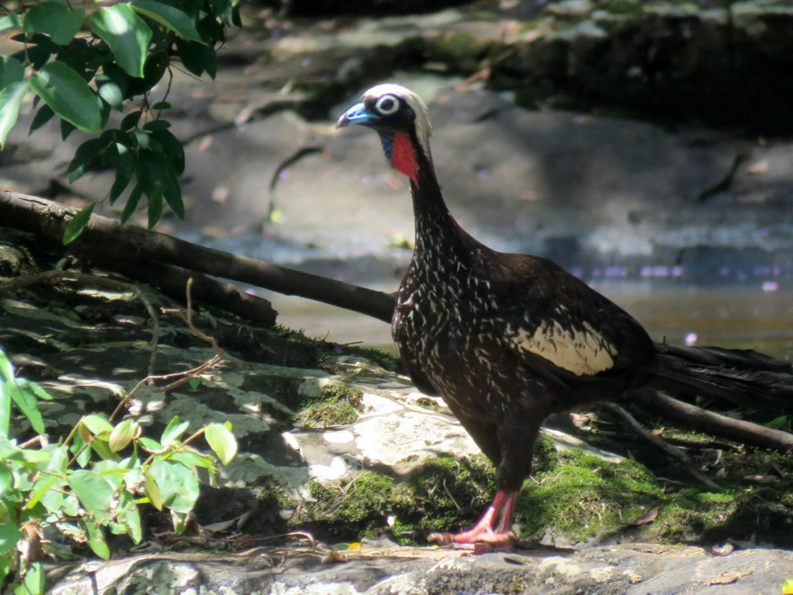 Black-fronted Piping-Guan standing in shaded Atlantic Forest