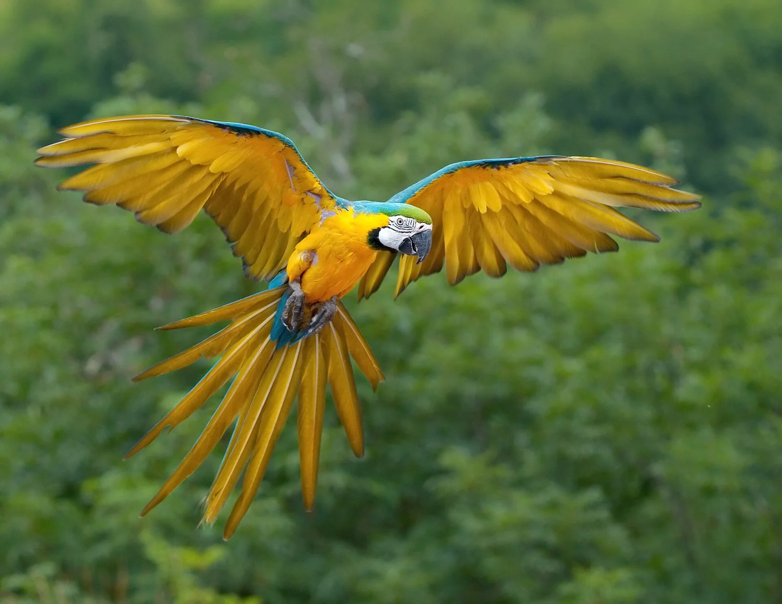 Blue-and-yellow Macaw in flight with wings and tail spread