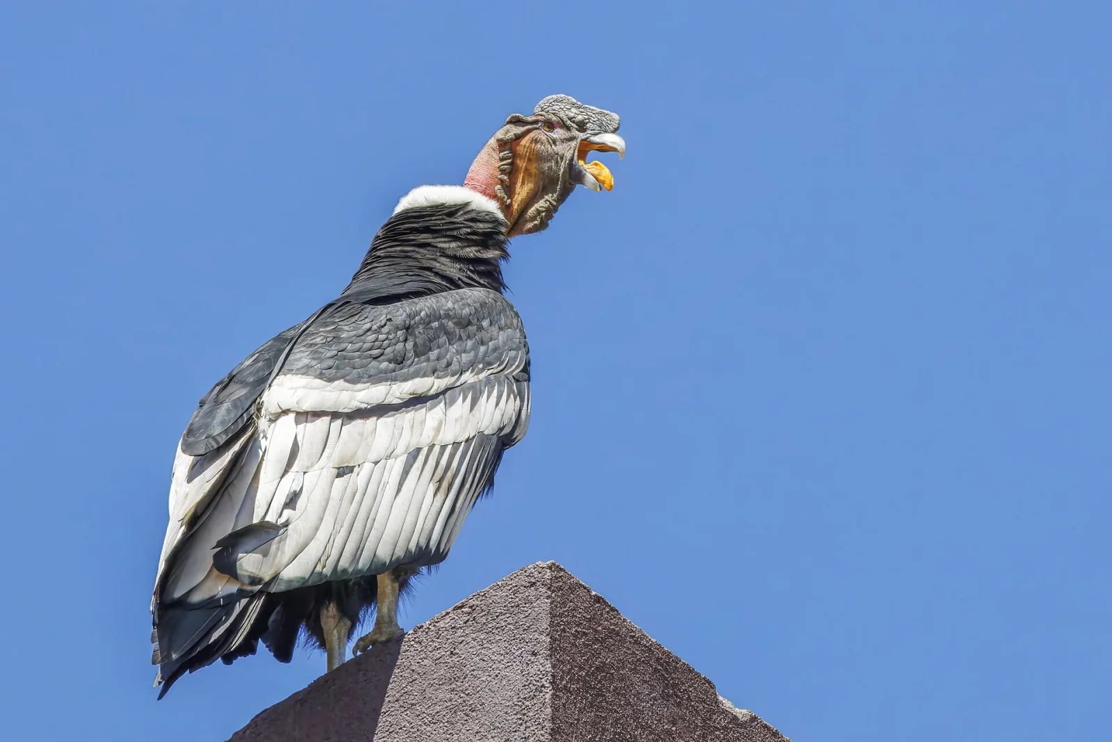 Male Andean Condor perched against a clear blue Andean sky