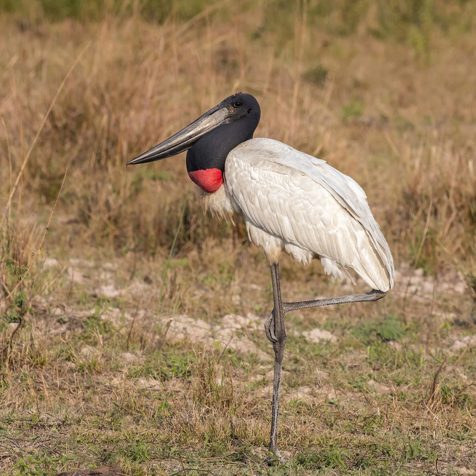 A tall Jabiru standing in open wet grassland