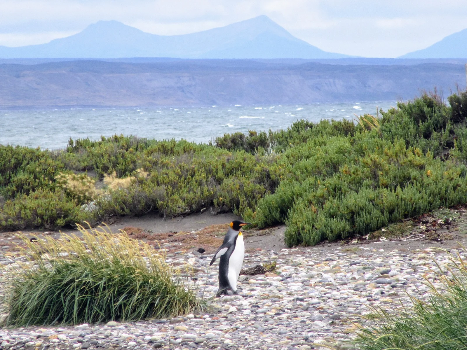 A King Penguin walking beside the water in Tierra del Fuego