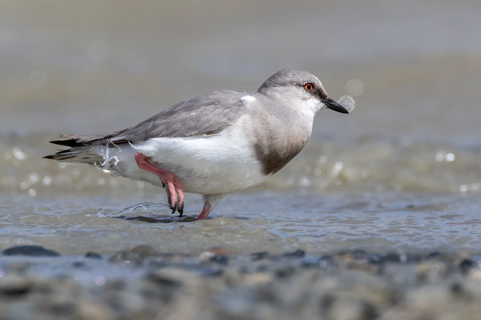 Magellanic Plover wading through shallow water in Tierra del Fuego