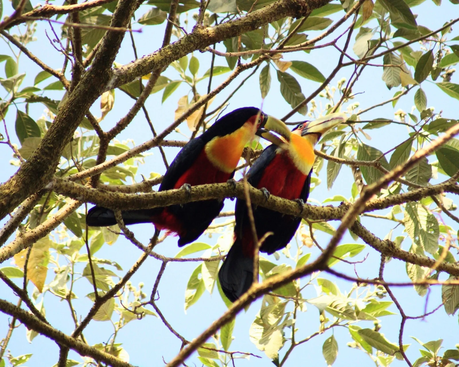 Two Red-breasted Toucans perched together in the Atlantic Forest canopy