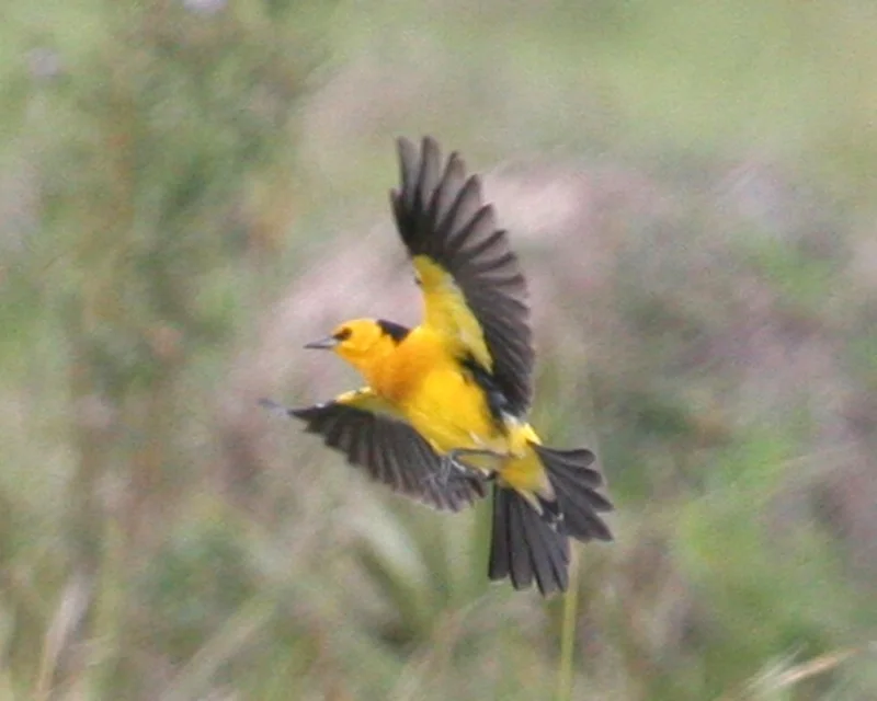 Male Saffron-cowled Blackbird in flight above the Iberá Wetlands