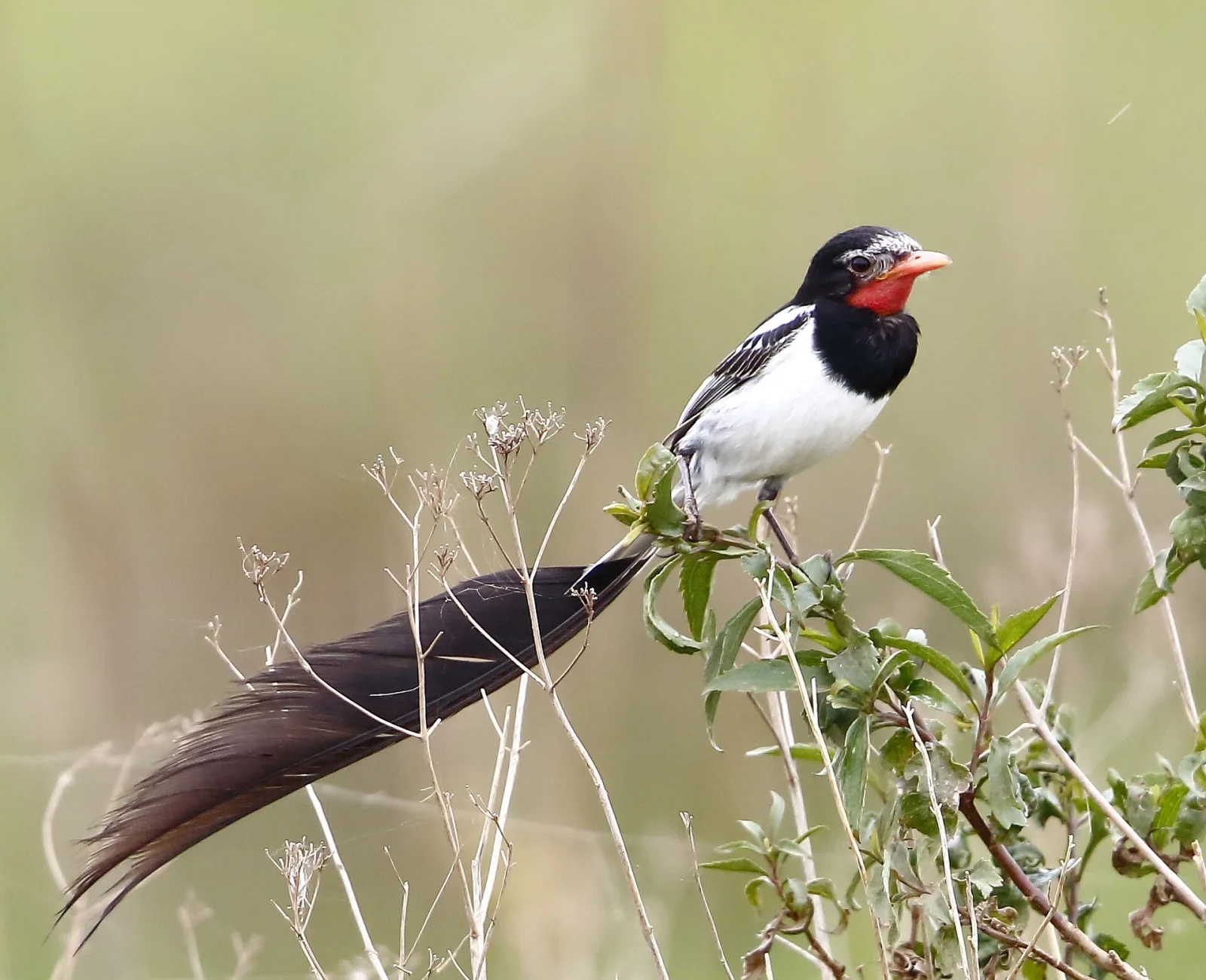 Male Strange-tailed Tyrant perched in Iberá grassland with its long tail displayed