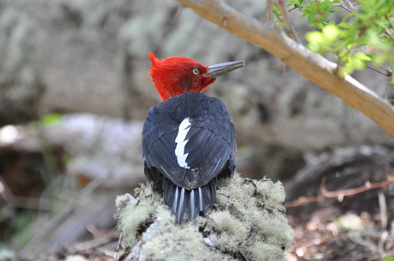 Male Magellanic Woodpecker with a vivid red head in southern beech forest