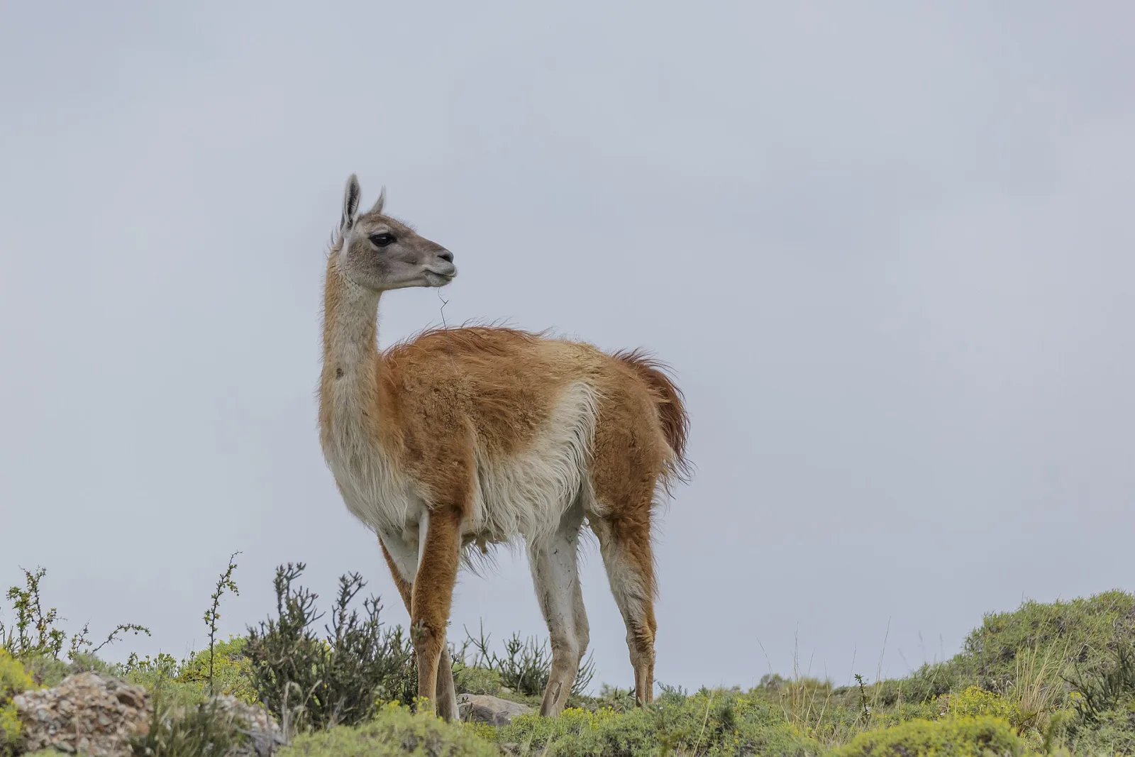 A single guanaco standing alert on the Patagonian steppe in Torres del Paine