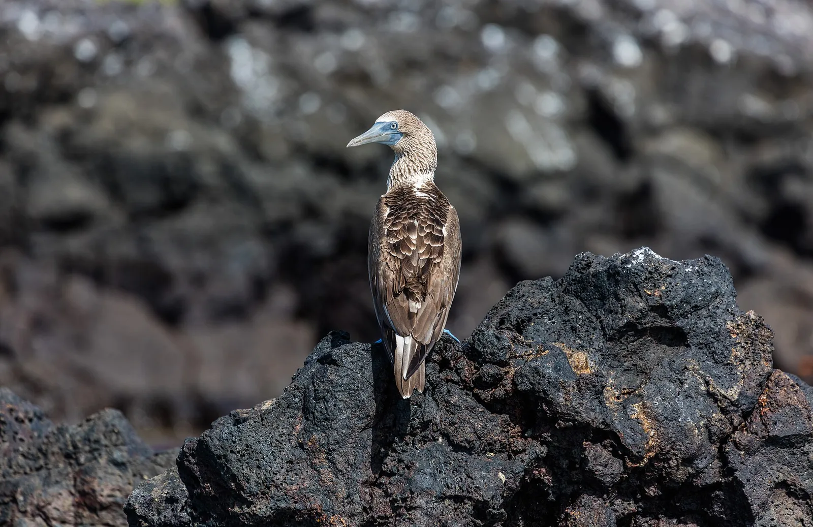 A Blue-footed Booby perched on black volcanic rock at Las Bachas, Santa Cruz