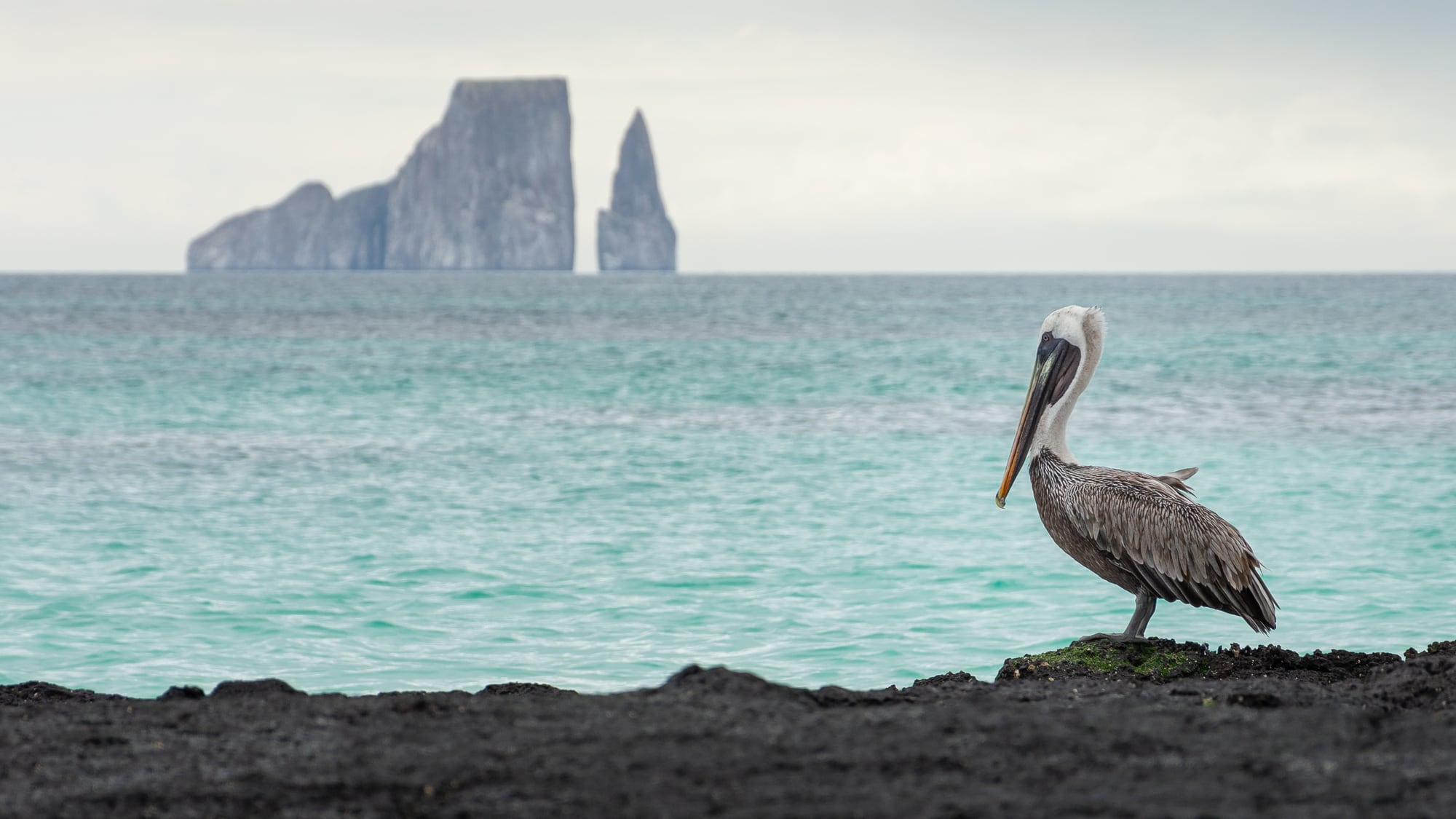 A Brown Pelican on a black lava shore gazing across turquoise water toward Kicker Rock (León Dormido), San Cristóbal, Galápagos
