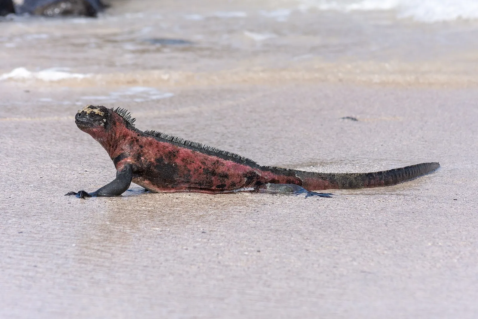 A colourful marine iguana on the pale sand of Española Island, Galápagos