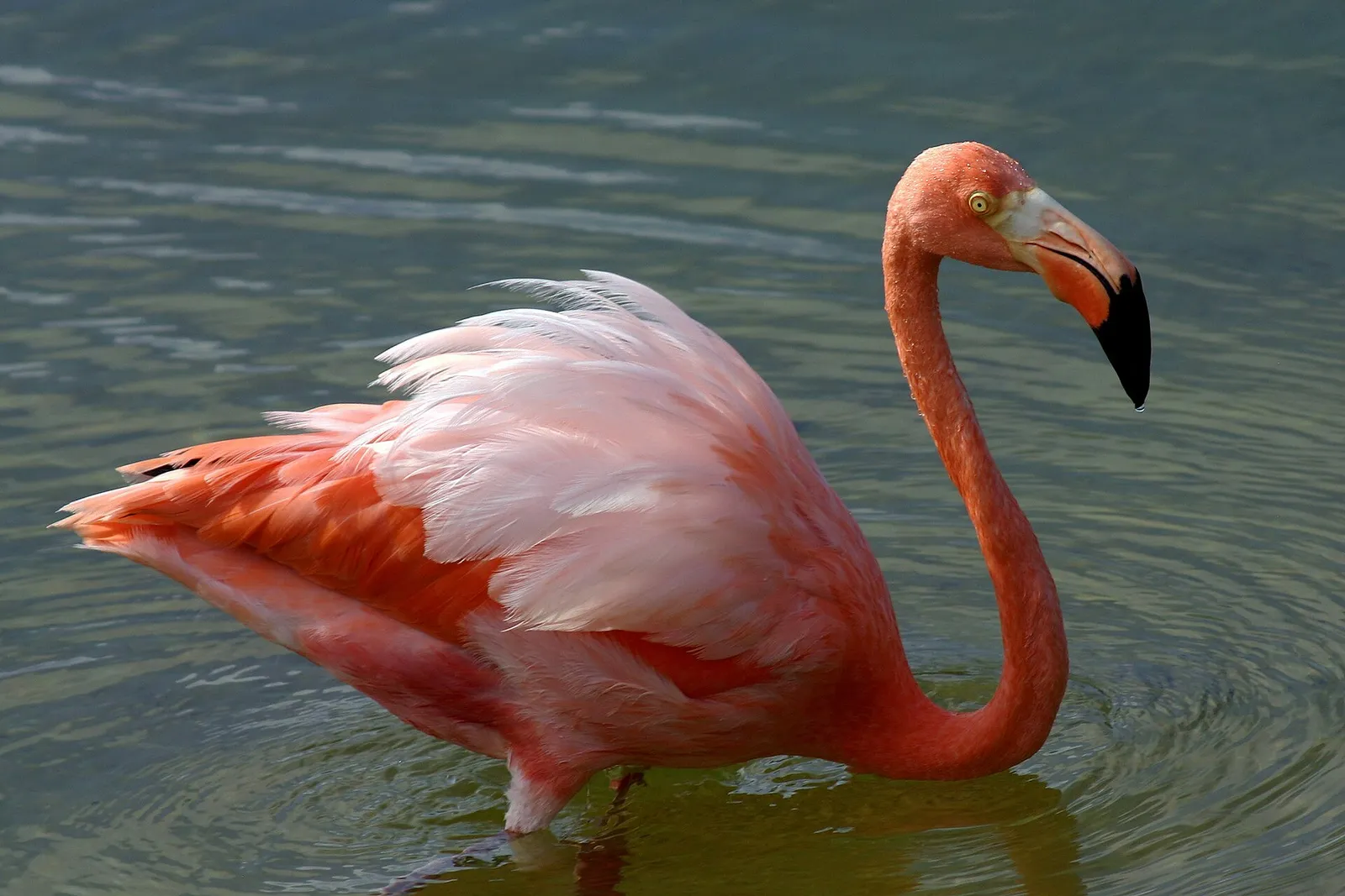 An American Flamingo wading in a brackish Galápagos lagoon