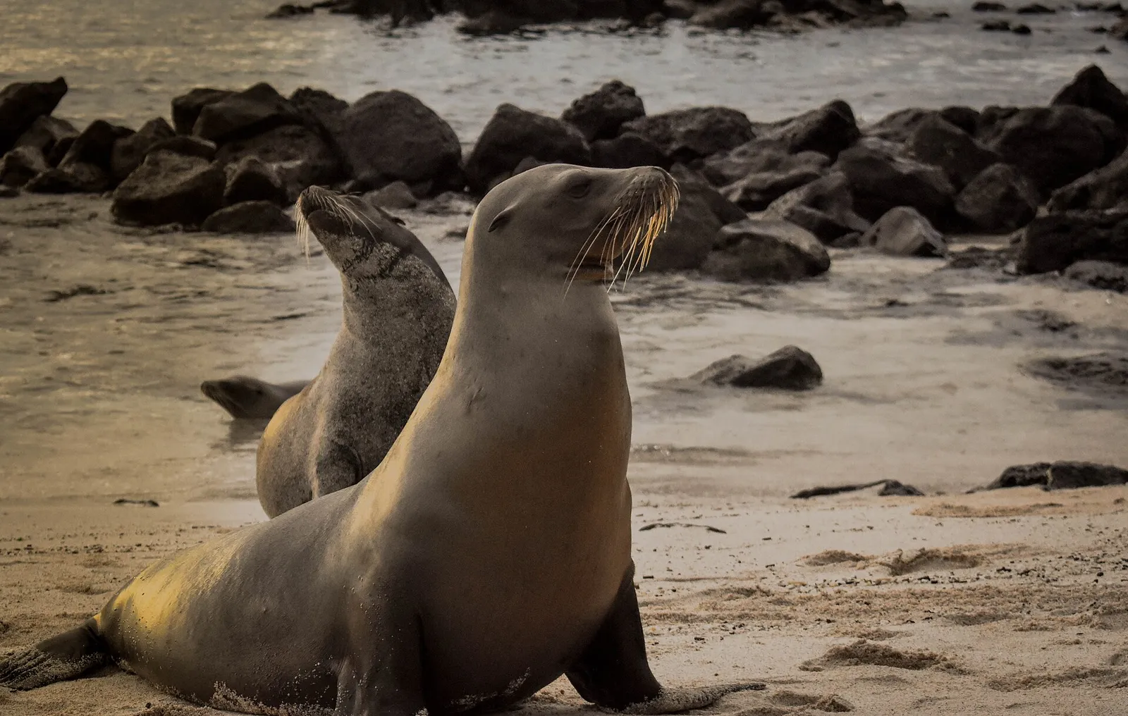 Galápagos sea lions resting on a beach on San Cristóbal Island