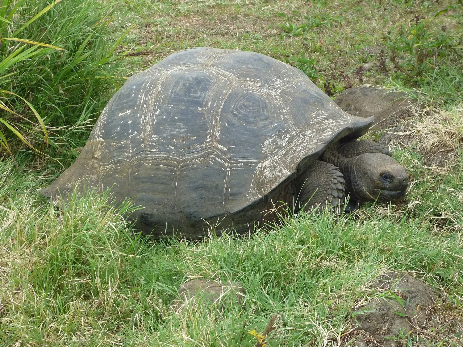 A Galápagos giant tortoise among lush green vegetation on Santa Cruz, Galápagos