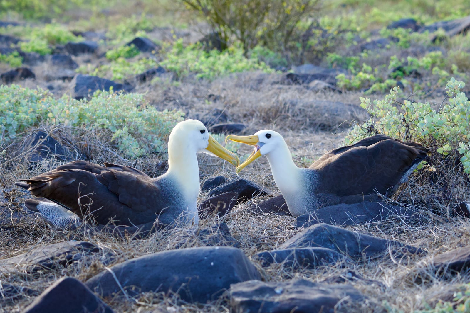 A mated pair of Waved Albatrosses circling bills in courtship on Española Island, Galápagos