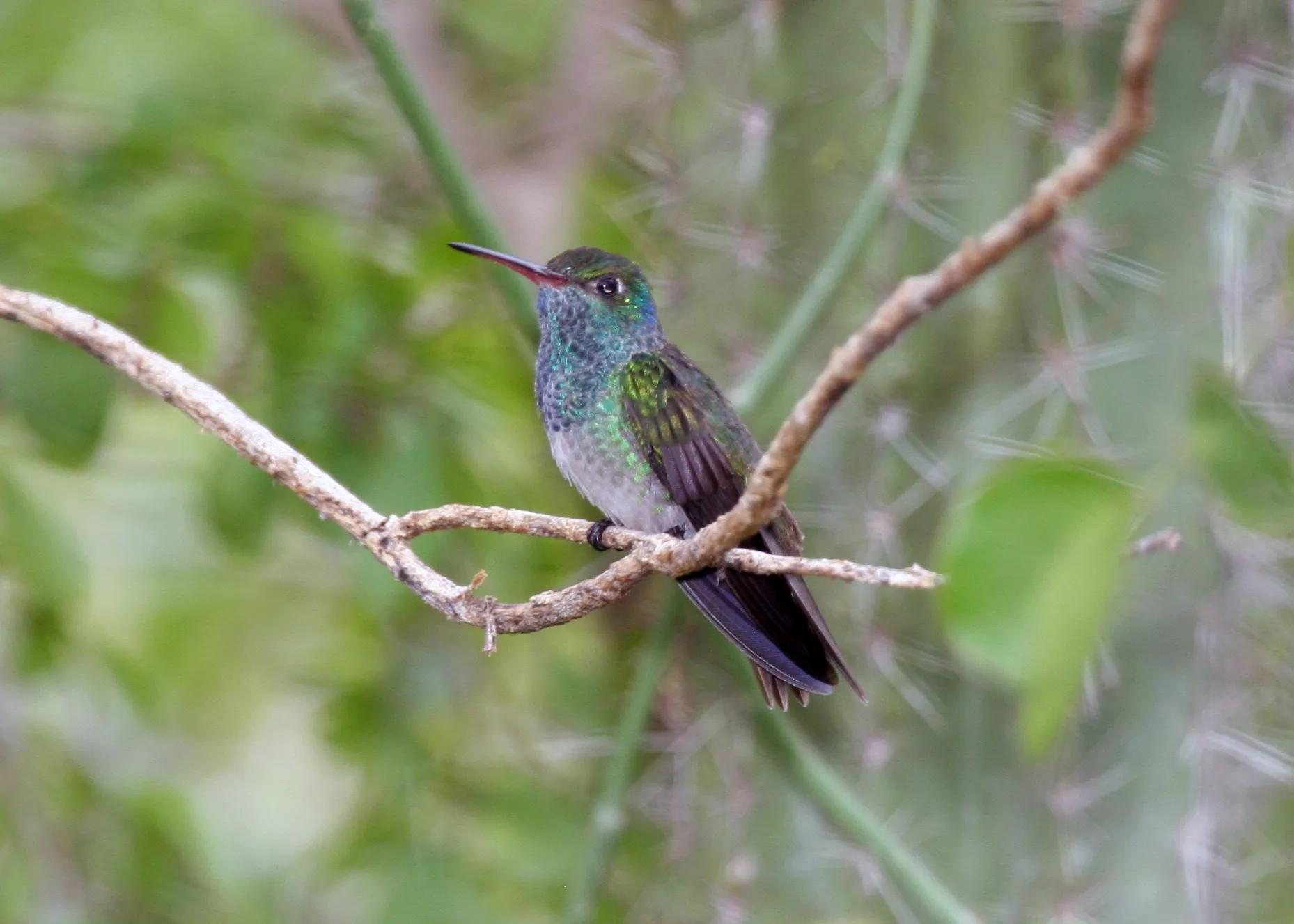 Honduran Emerald hummingbird perched on a thin branch with a green back and pale underside