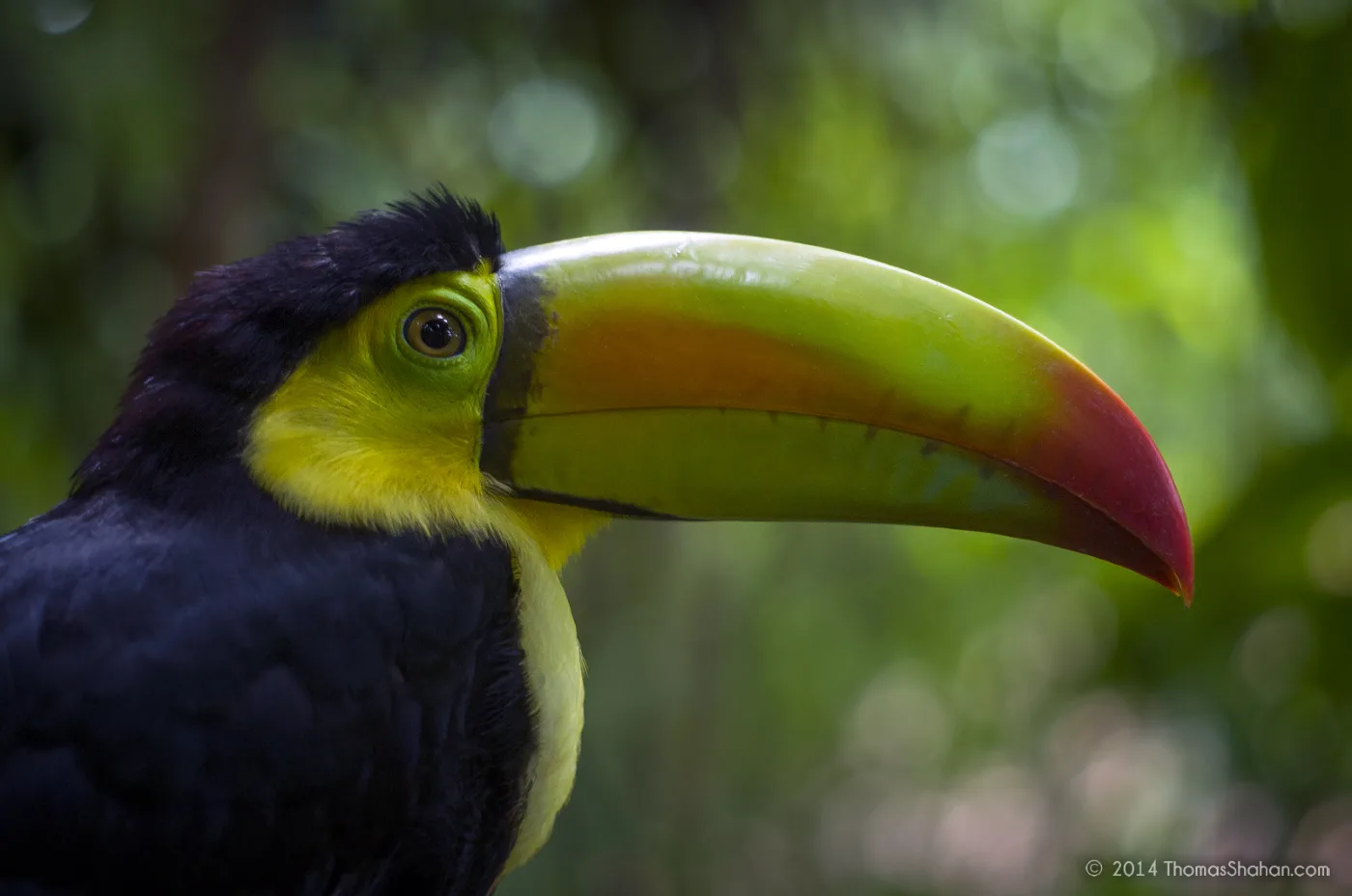 Keel-billed Toucan perched in tropical forest, its green, orange and blue bill in profile