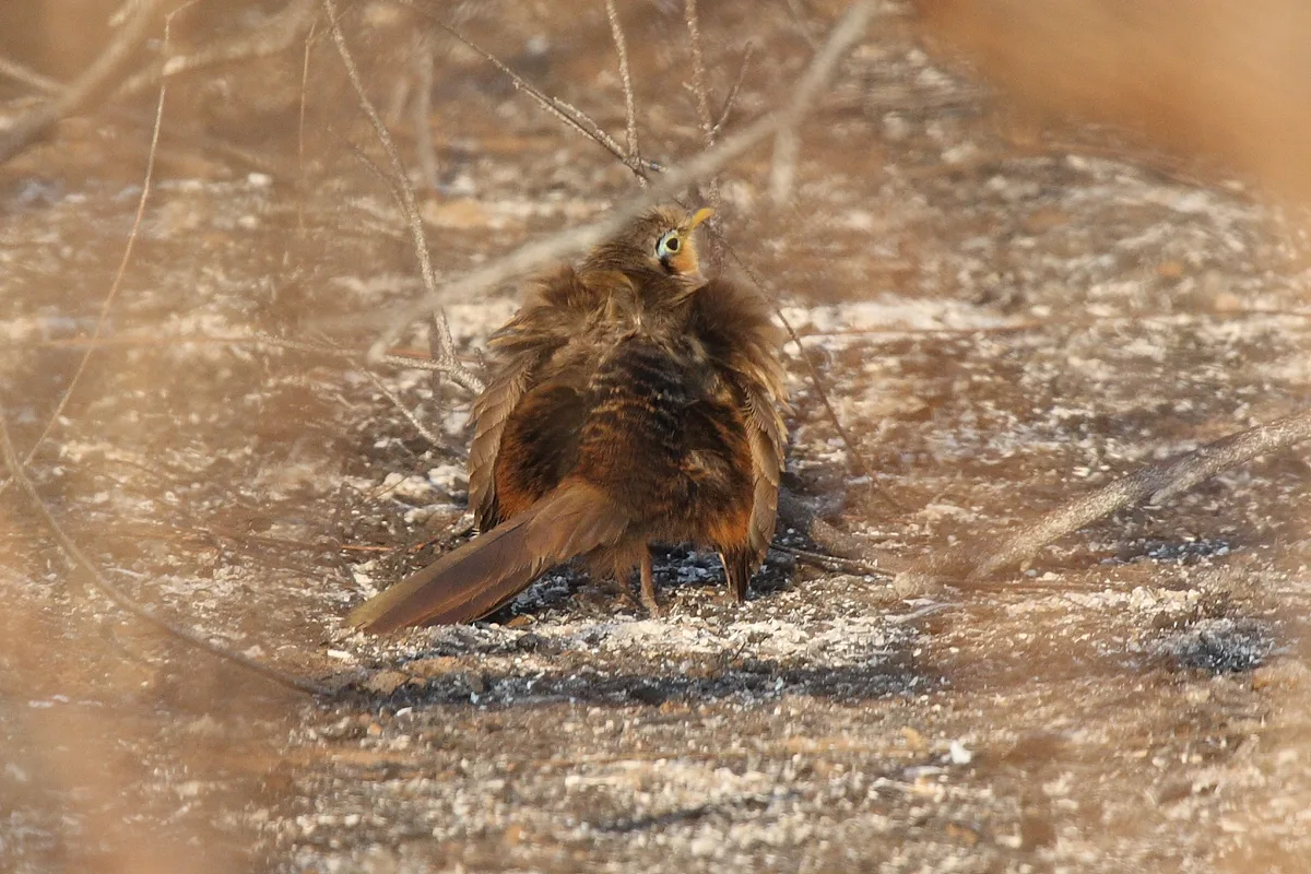 Lesser Ground-Cuckoo on the forest floor with rufous breast and curved bill
