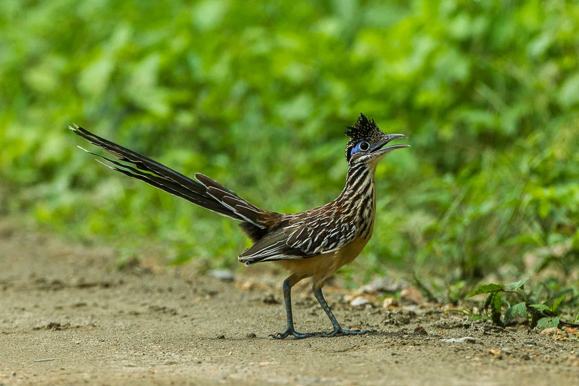 Lesser Roadrunner standing on dry ground in arid scrub habitat, showing streaked brown plumage and long tail