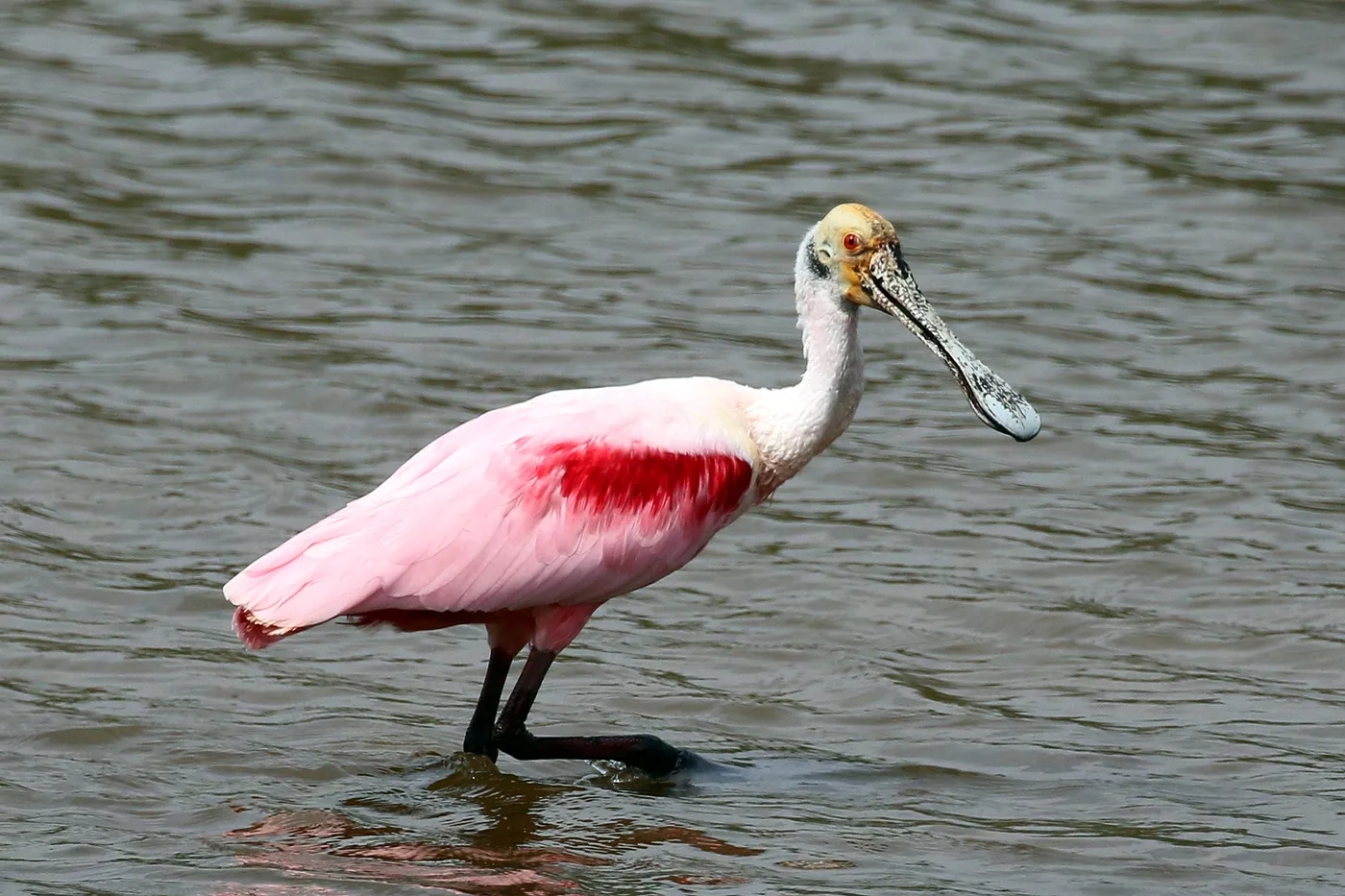Roseate Spoonbill wading in shallow water, showing vivid pink plumage and spatulate bill