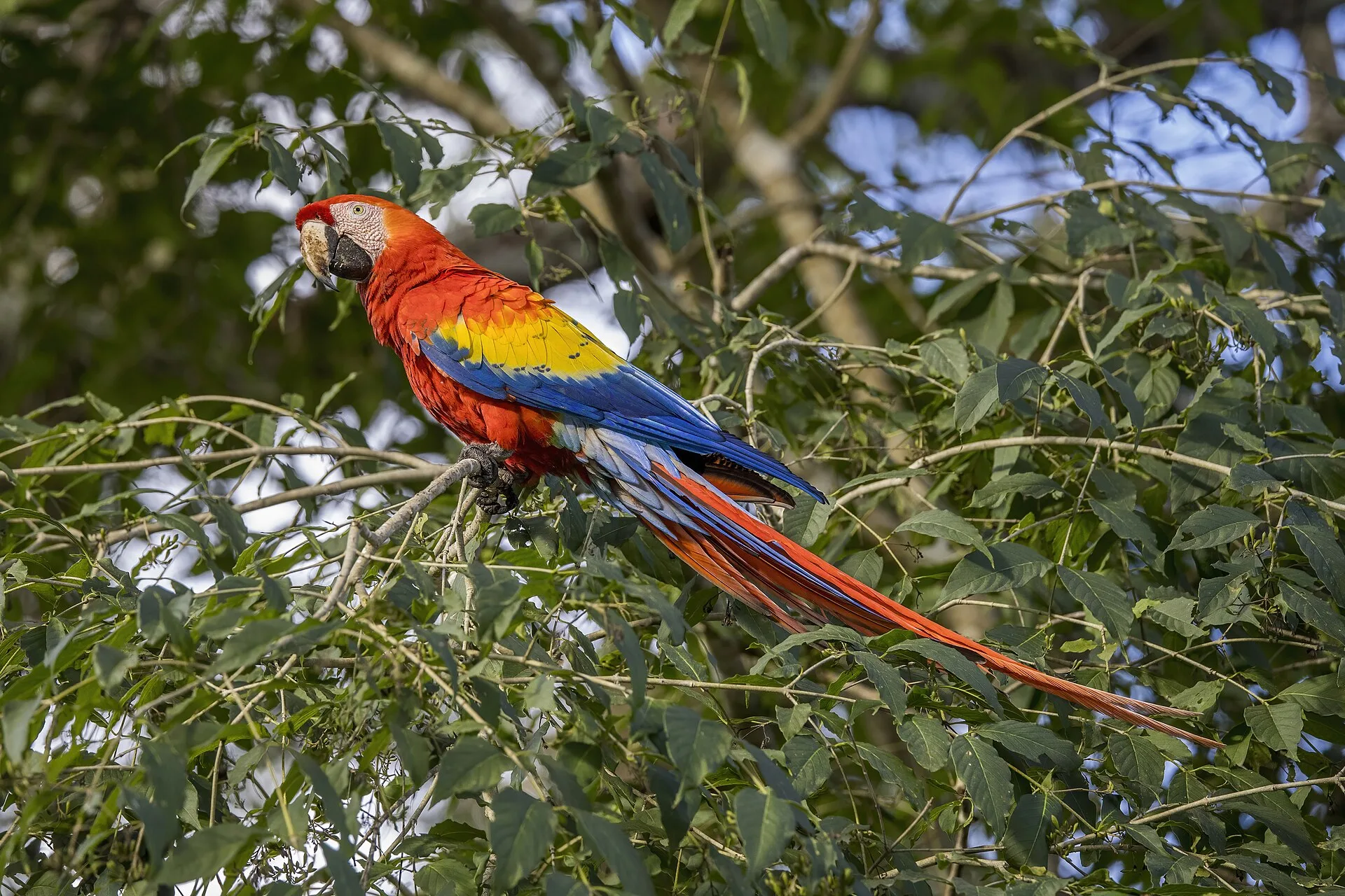 Scarlet Macaw perched among green leaves at Copán, Honduras