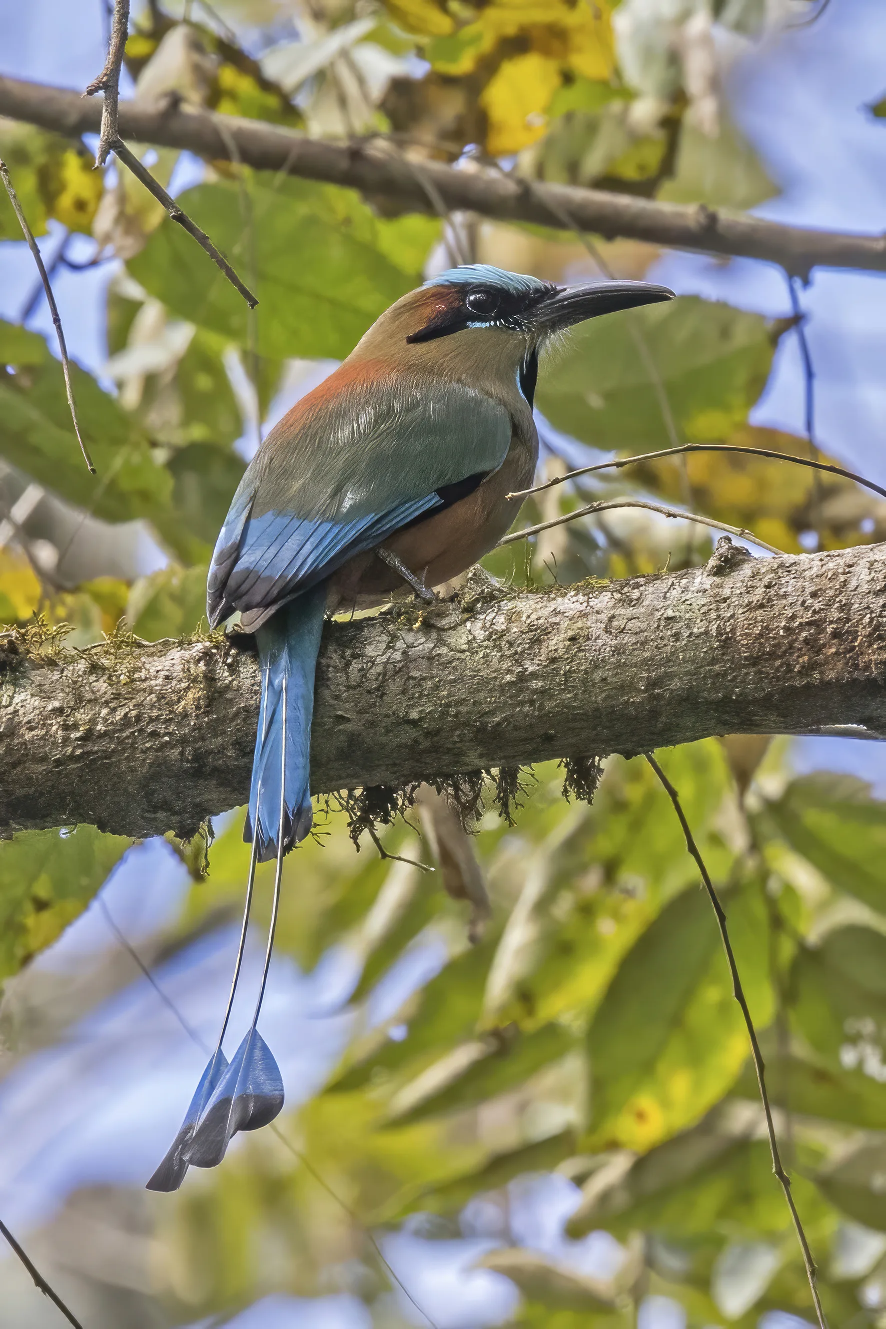 Turquoise-browed Motmot perched on a branch in Copán, Honduras, showing its blue brow and racket-shaped tail