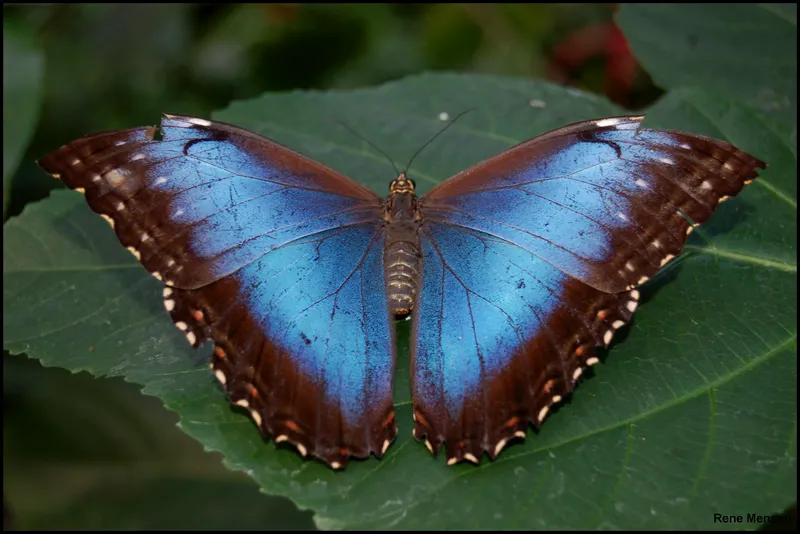 Blue Morpho butterfly with iridescent blue wings fully open