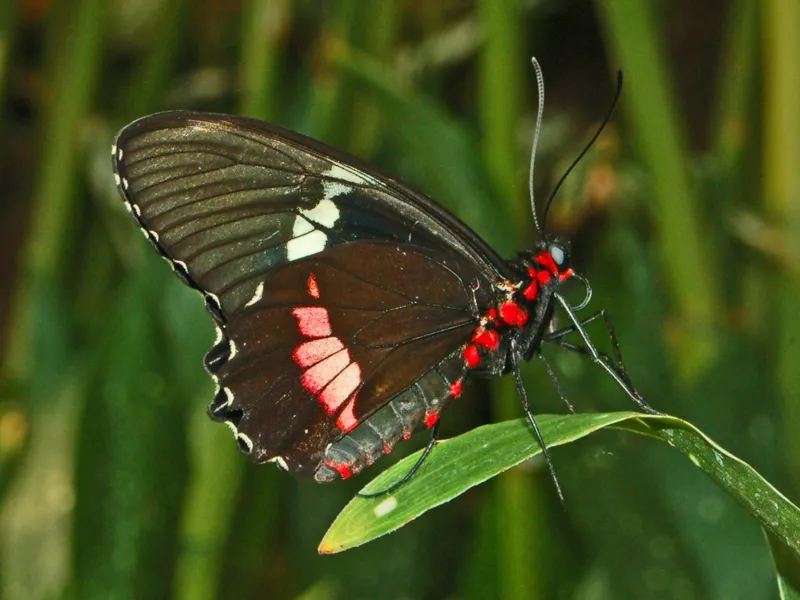 Cattleheart butterfly with black wings marked by red and white patches
