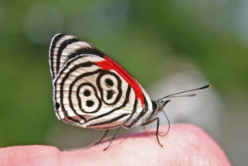 Eighty-eight Butterfly showing the distinctive number-like pattern on its underwing