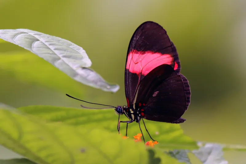 Erato Longwing butterfly with red and black wings perched on a leaf