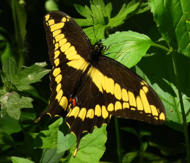 Giant Swallowtail butterfly with yellow and black wings spread open