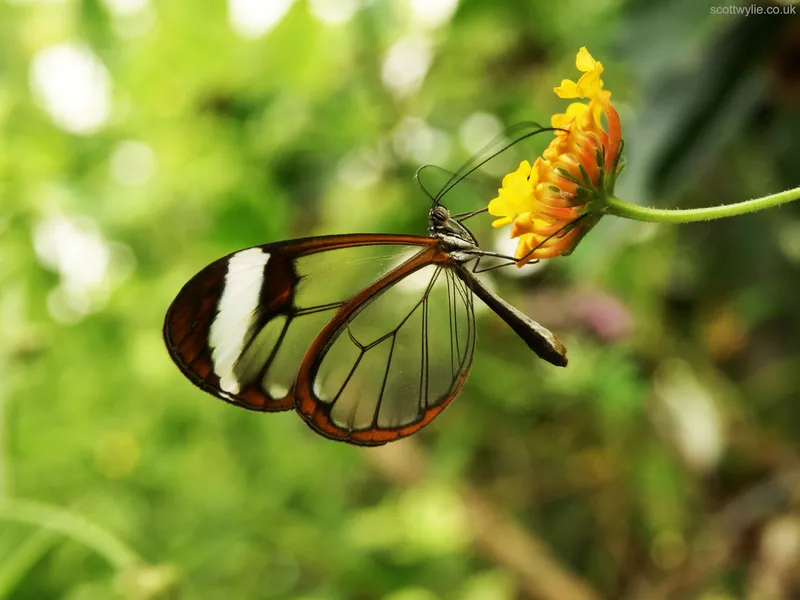 Glasswing butterfly with transparent wings edged in dark brown