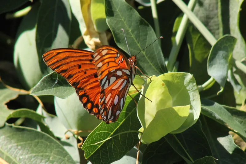 Gulf Fritillary butterfly with orange and black wings on a passion fruit vine