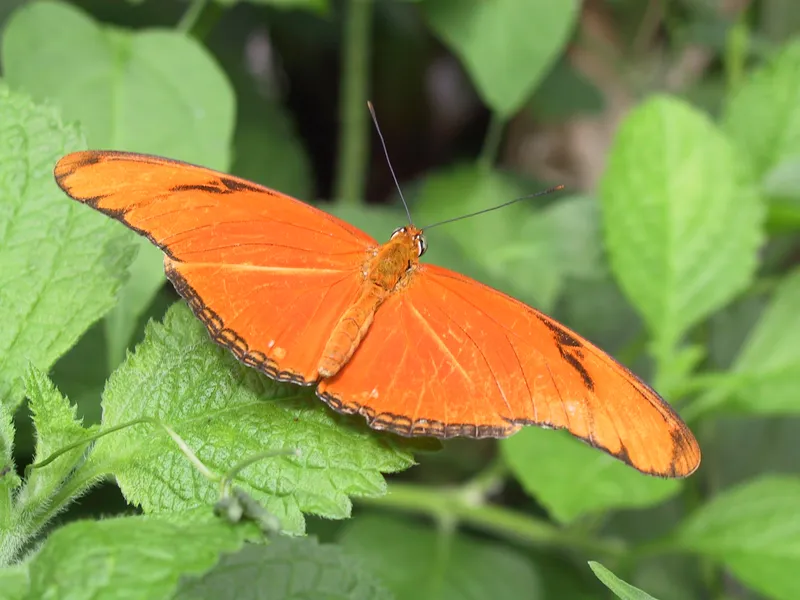 Julia Heliconian butterfly with bright orange wings resting on a green leaf