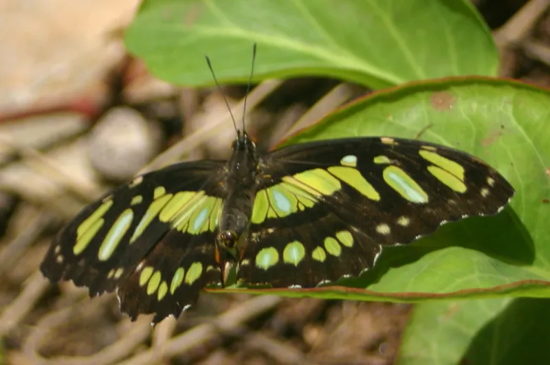 Malachite butterfly with pale green and dark brown patterned wings
