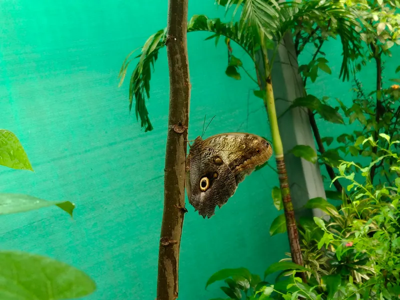 Owl Butterfly at rest showing a large eyespot on its hindwing