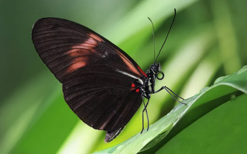 Postman butterfly with red-banded black wings perched on a leaf