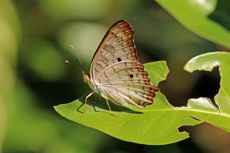 White Peacock butterfly with pale wings showing delicate brown and orange markings