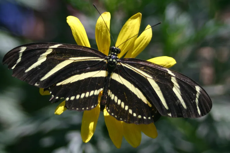 Zebra Longwing butterfly with black and white striped wings on a flower