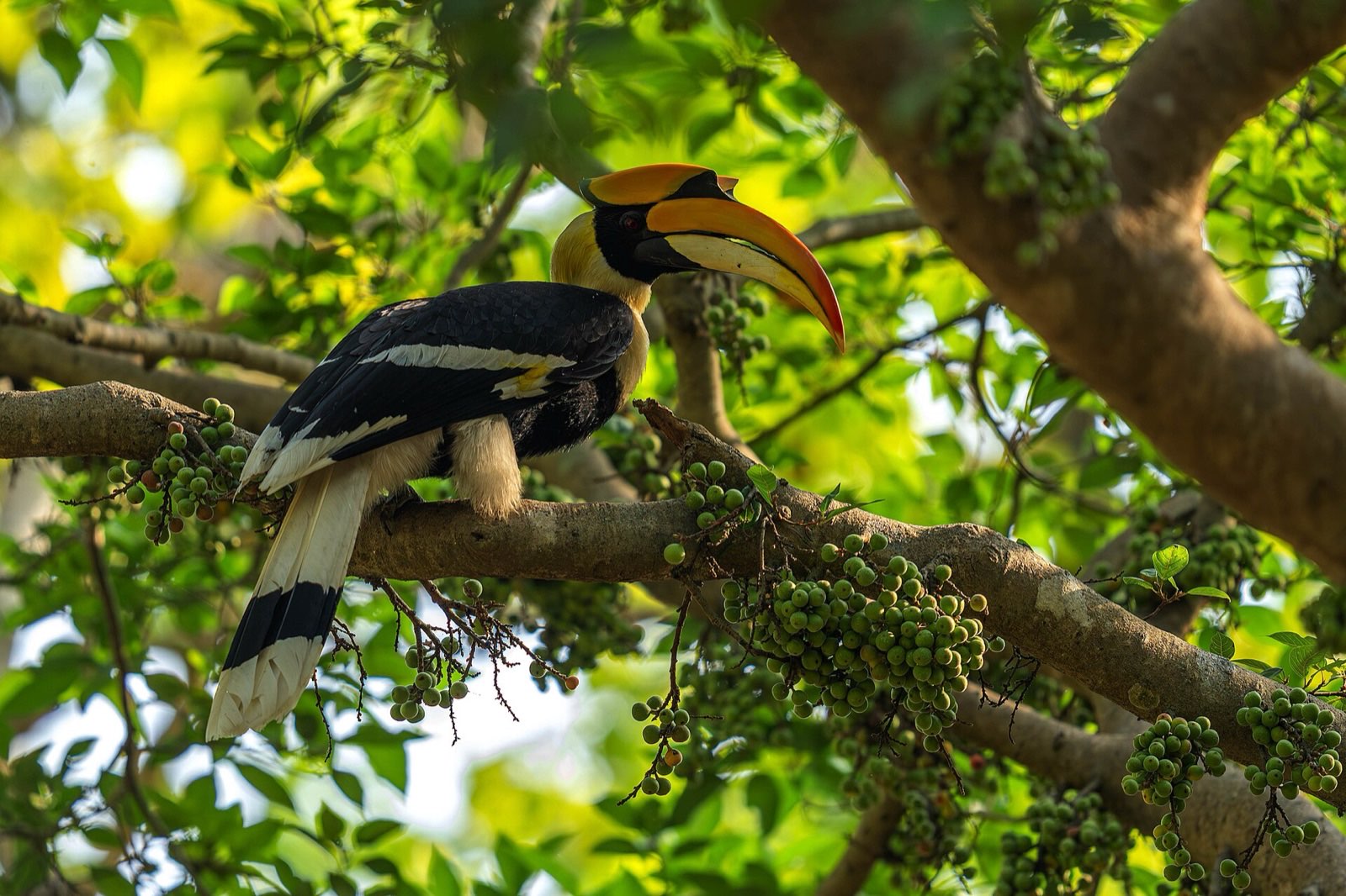 Great Hornbill perched in a fruiting fig tree in northern India's forest canopy