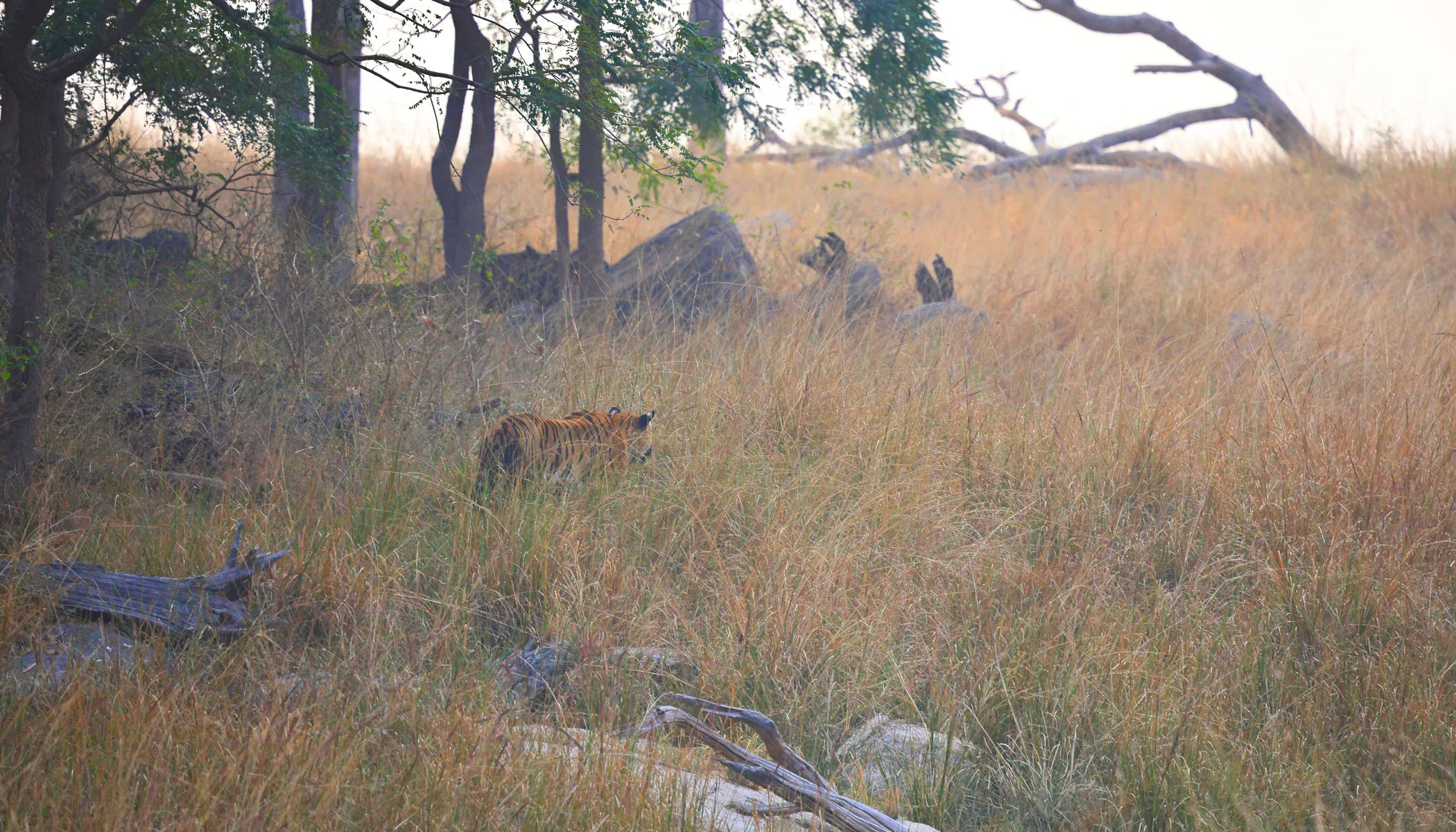 A wild Bengal Tiger in the Turia Core Zone of Pench Tiger Reserve, Central India