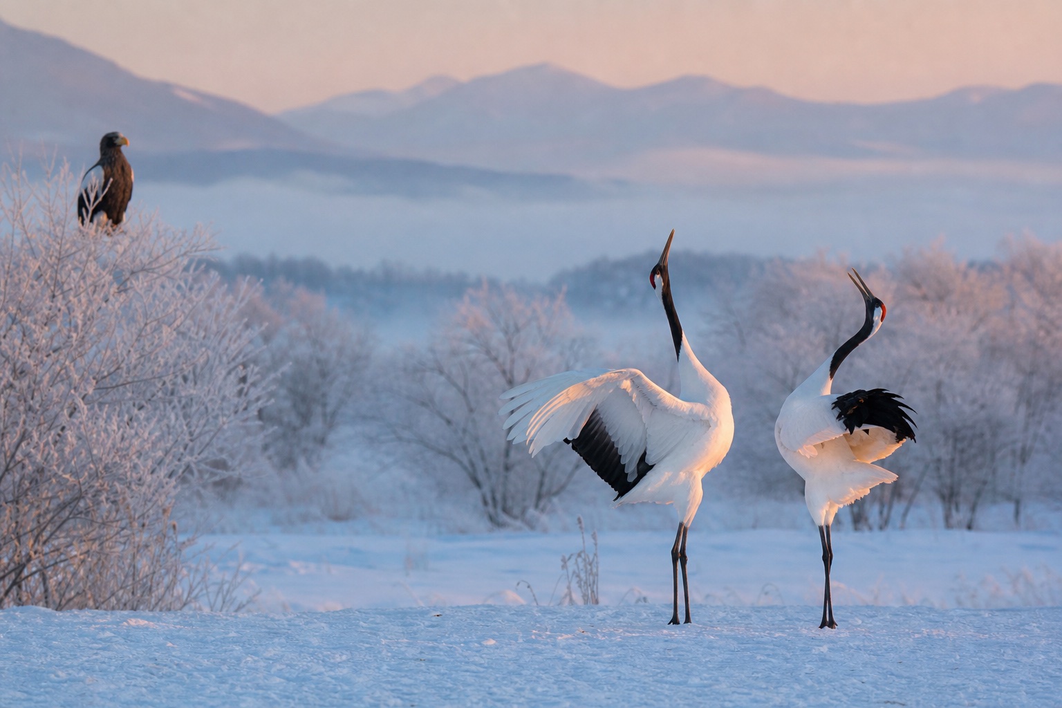 Red-crowned Cranes dancing on a snowy Hokkaido wetland with a Steller's Sea Eagle nearby