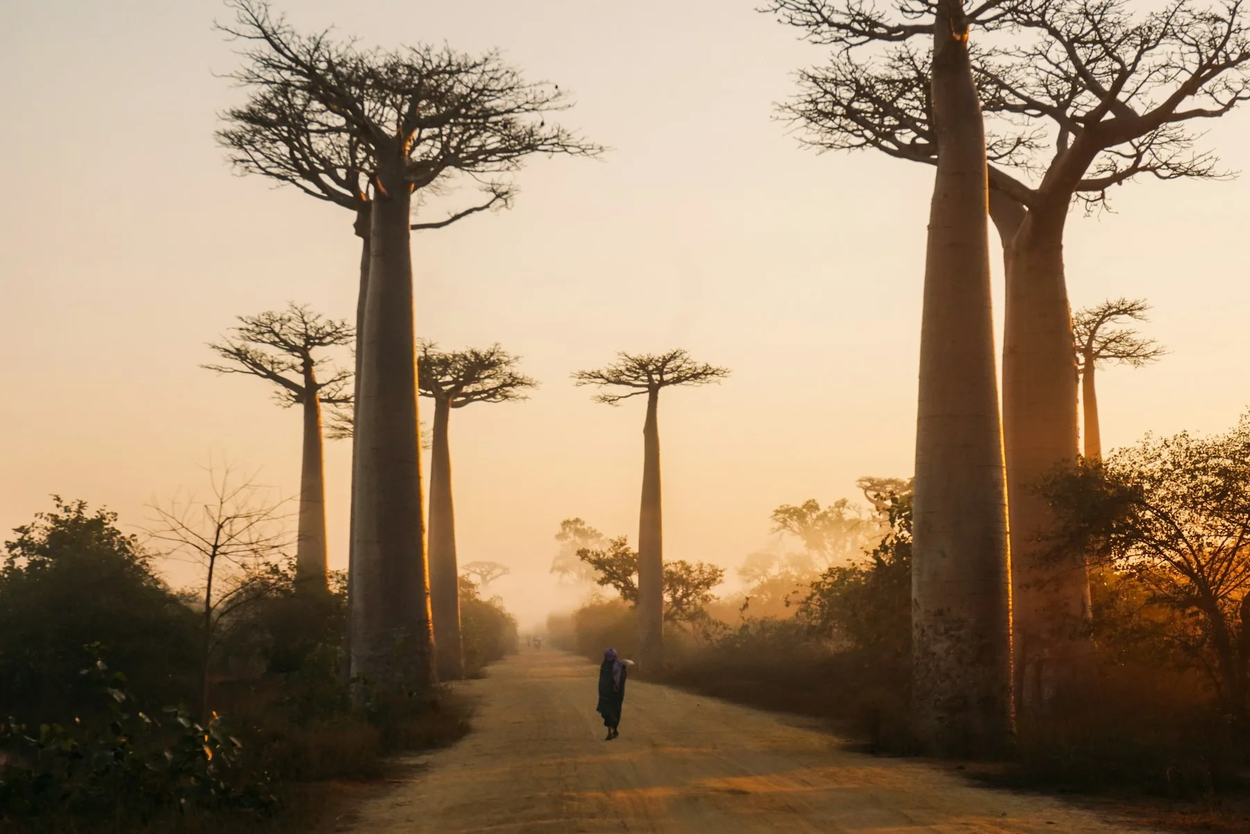 Towering baobab trees rising above Madagascar's dry western landscape