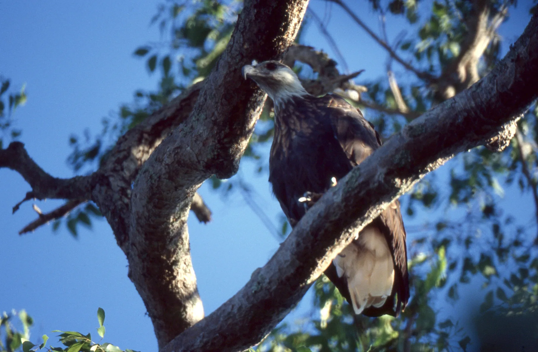 A group of Madagascan Fish Eagles perched together on a broad tree branch