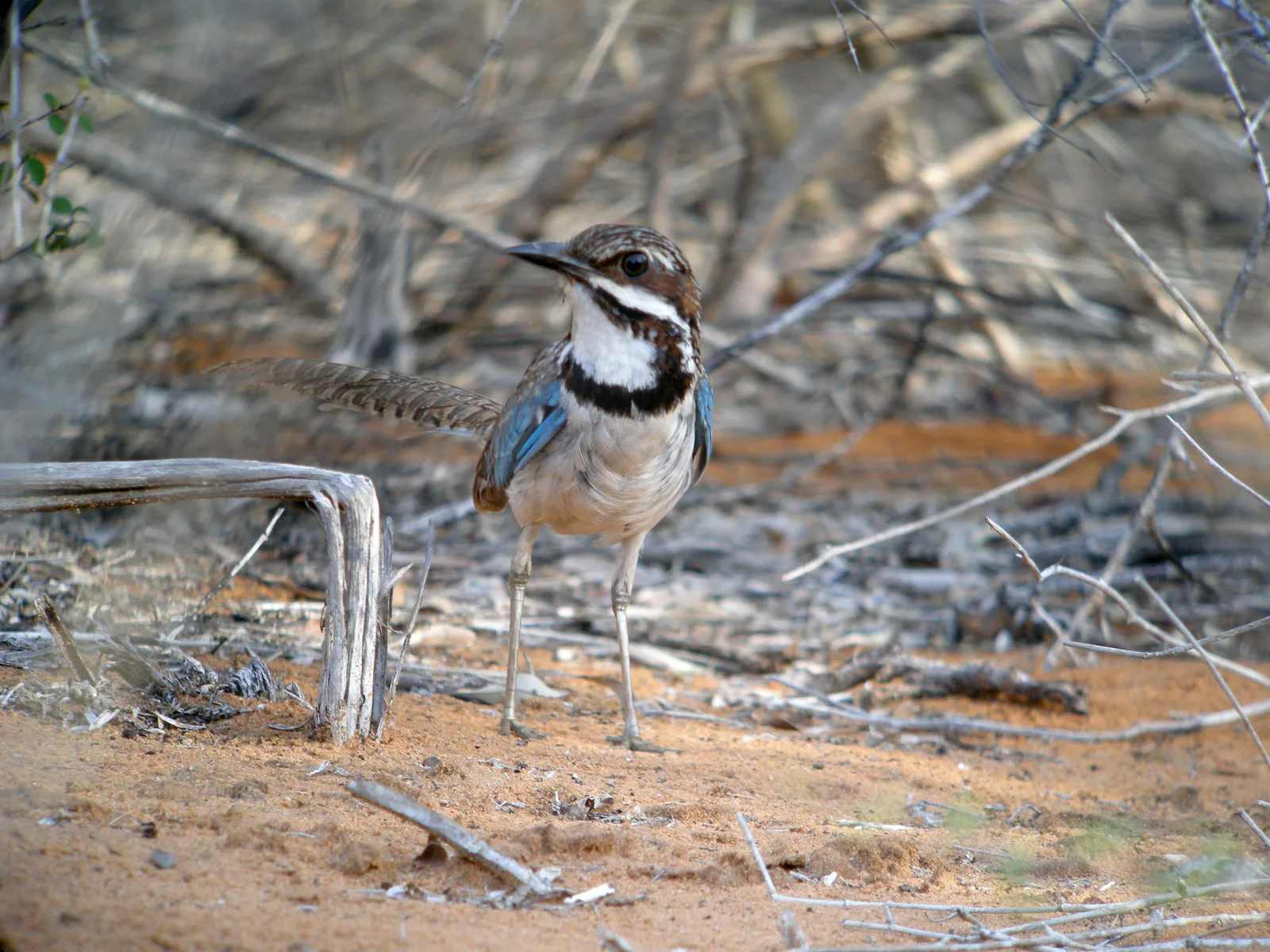 A Long-tailed Ground-Roller standing on the sandy floor of Madagascar's spiny forest