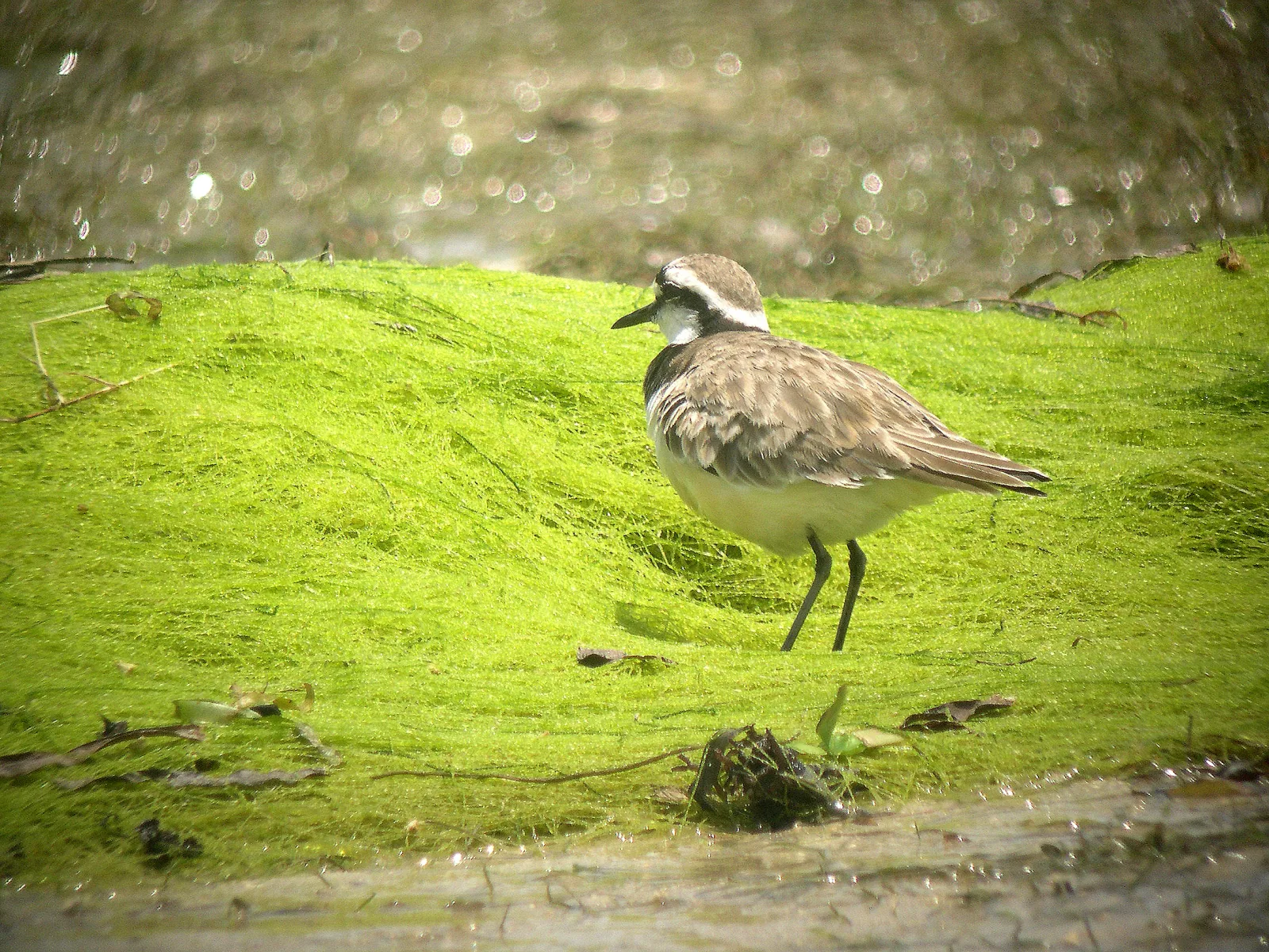 A Madagascan Plover standing beside vivid green water-edge vegetation