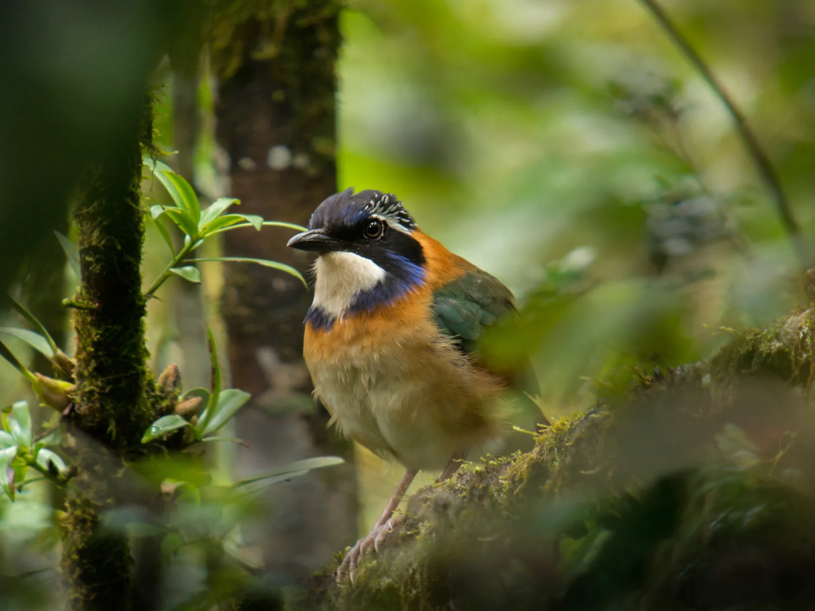 A Pitta-like Ground-Roller standing among moss and leaf litter in rainforest