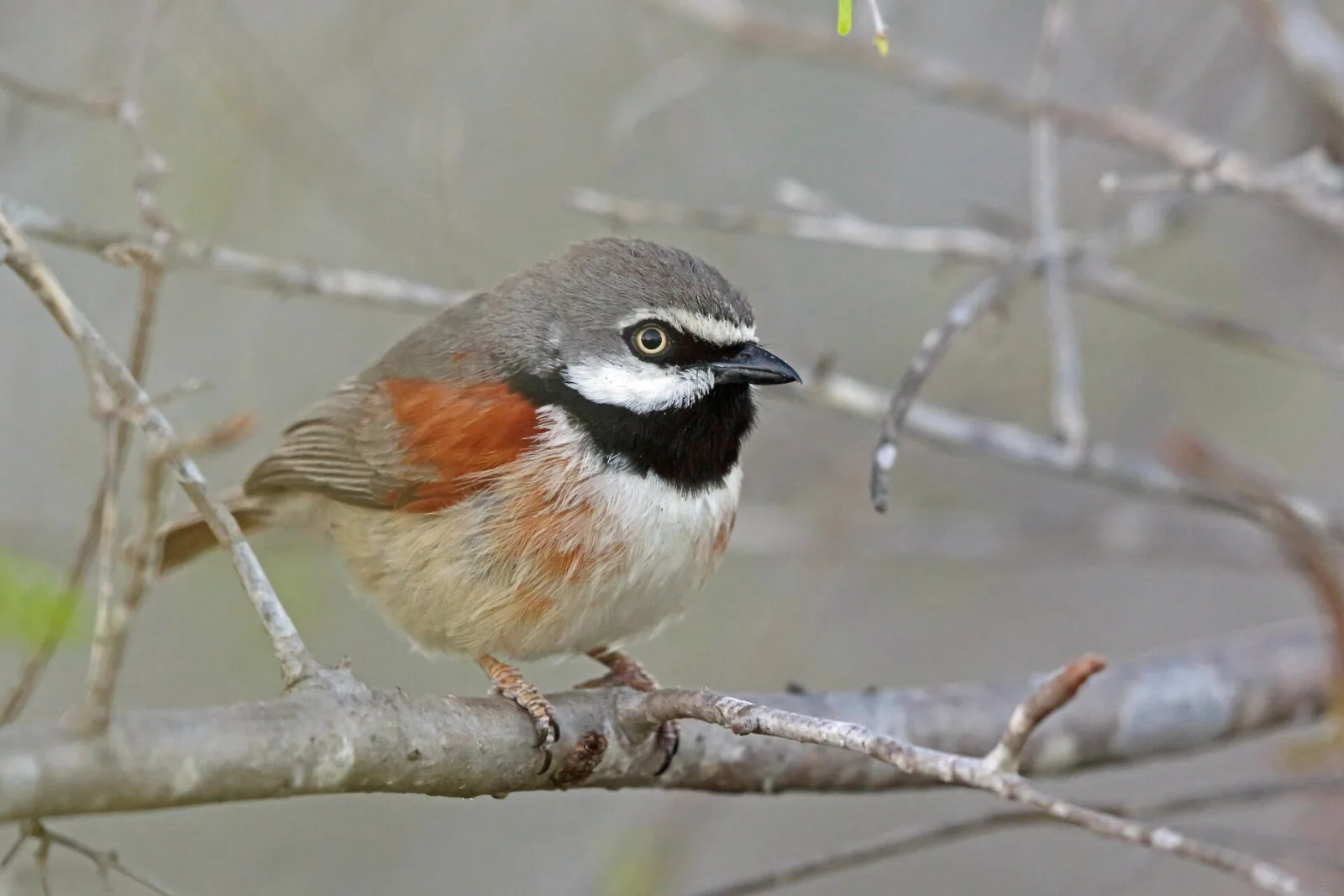 A Red-shouldered Vanga perched among pale branches in southwestern Madagascar