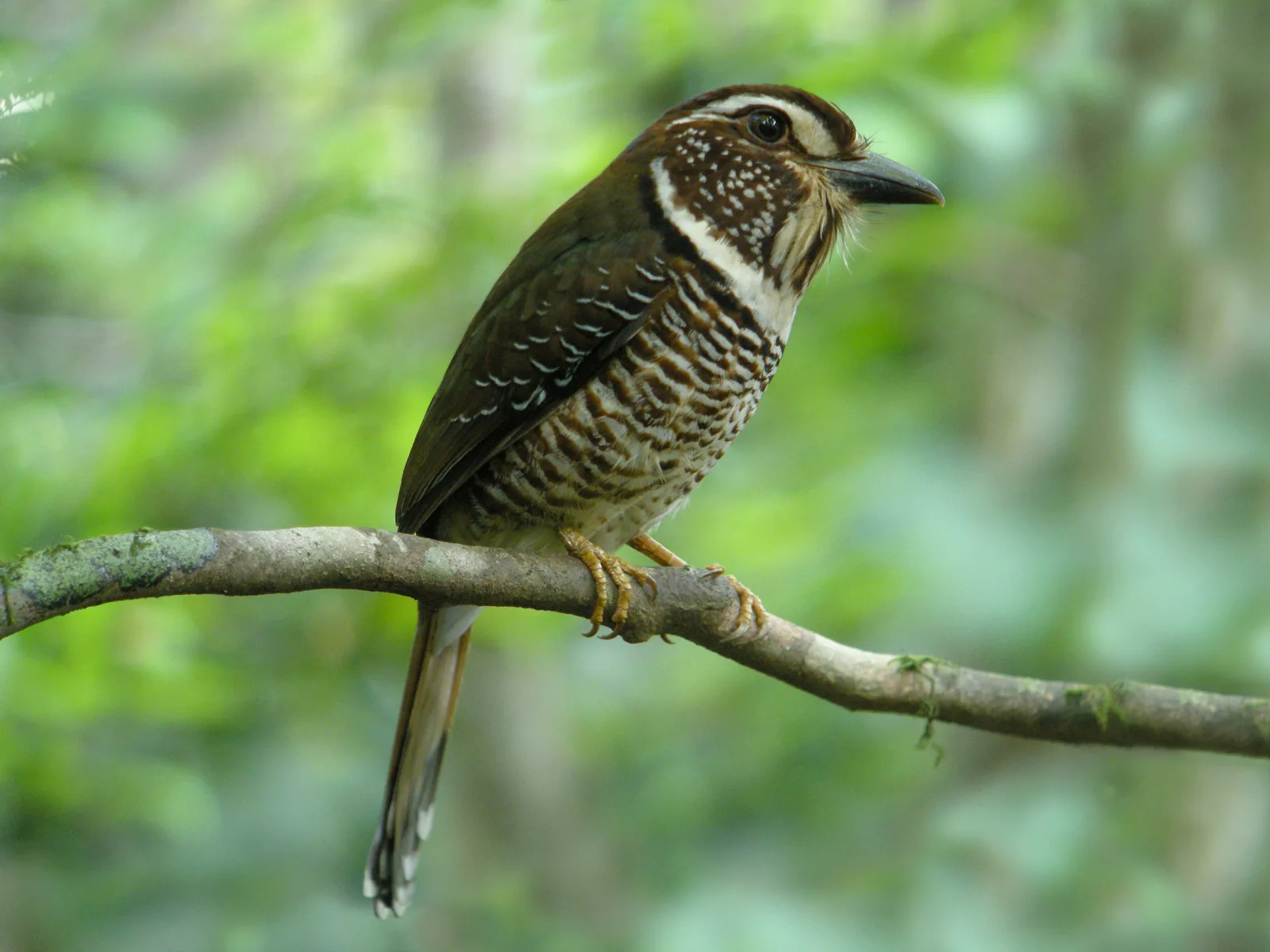 A Short-legged Ground-Roller calling from a branch in humid rainforest
