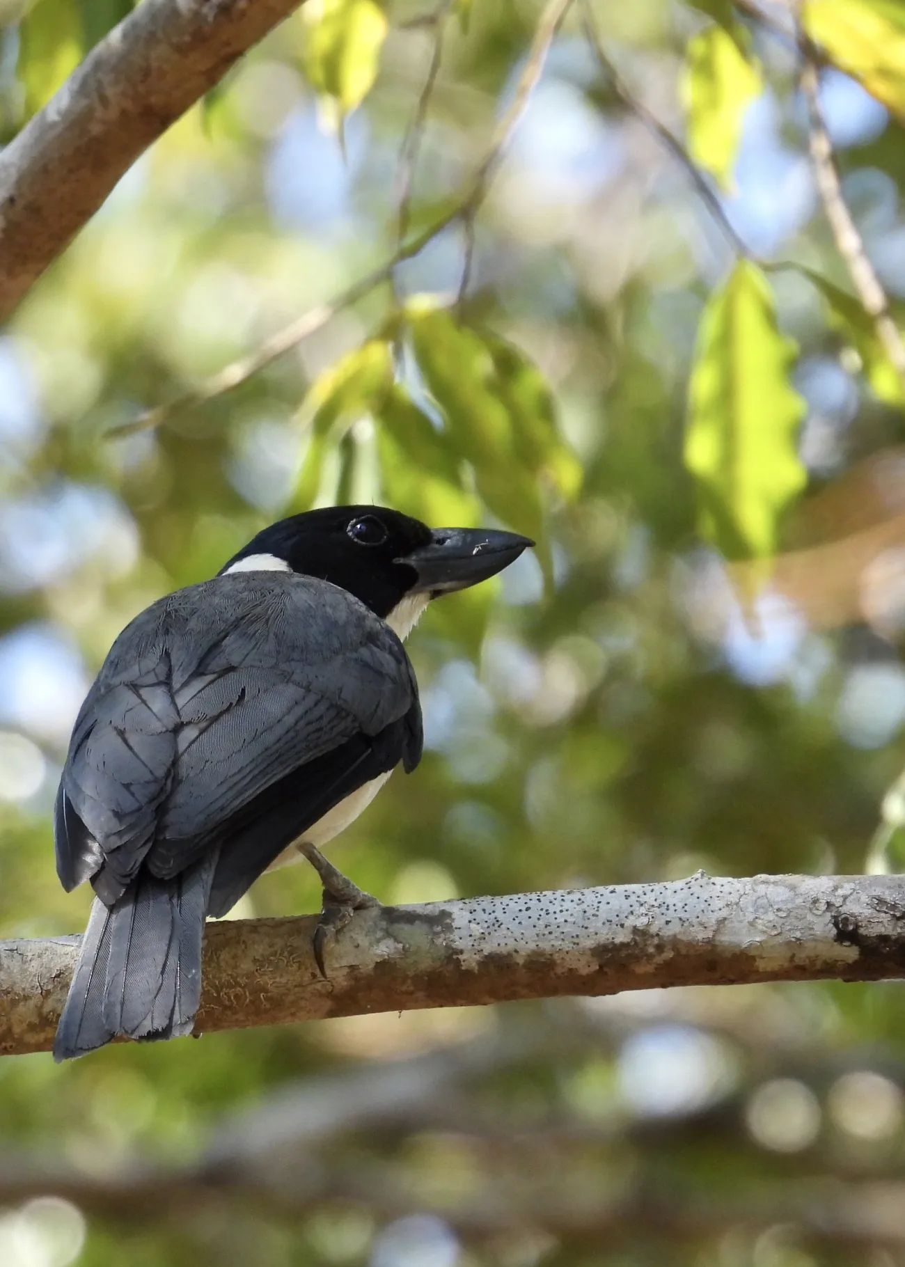 A Van Dam's Vanga perched in the leafy dry forest canopy