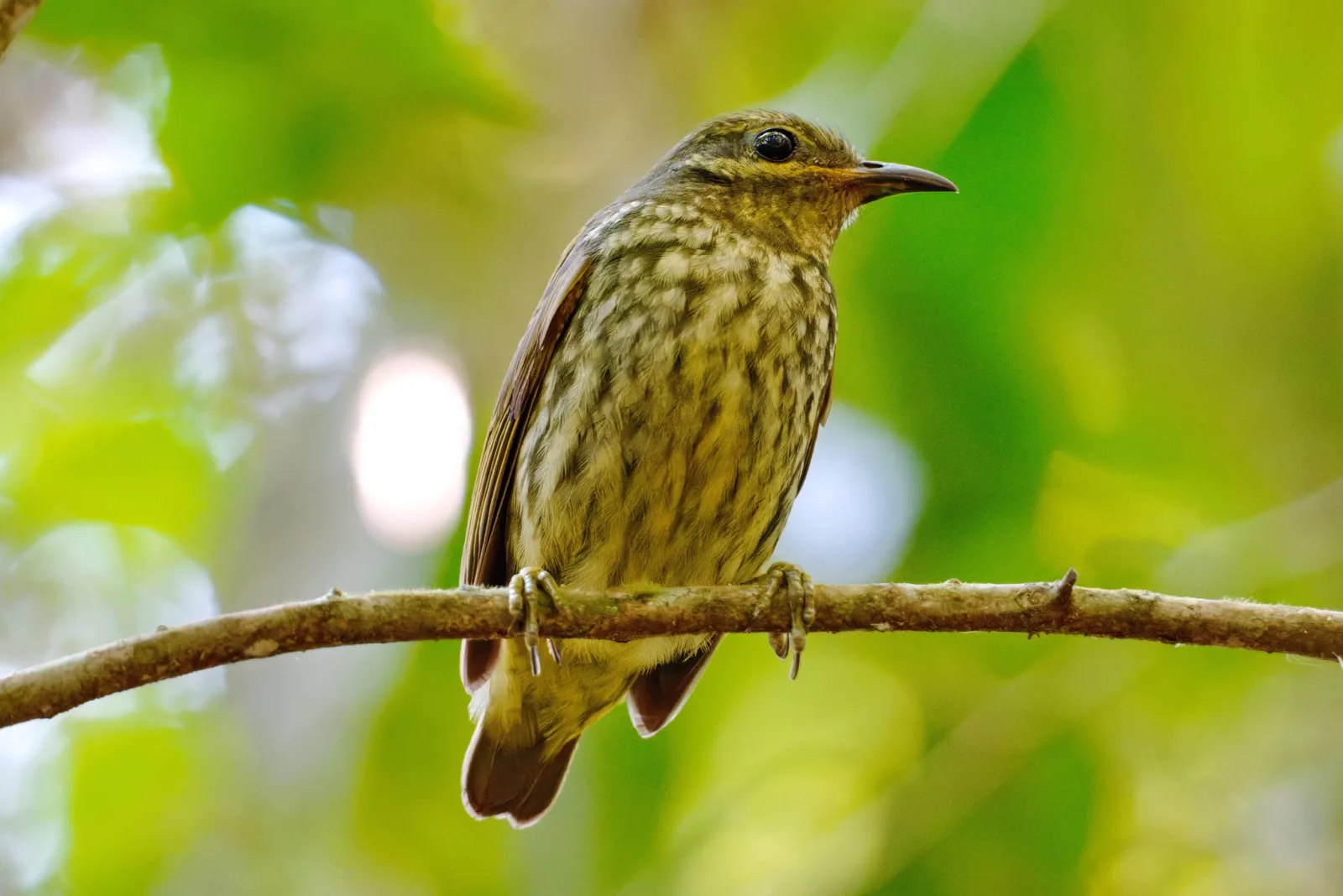 A female Velvet Asity perched against the luminous green rainforest canopy